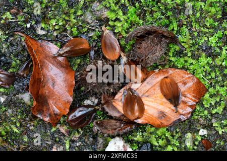 Blätter und Früchte der Buche (Fagus sylvatica), Vogesen, Frankreich, November. Stockfoto