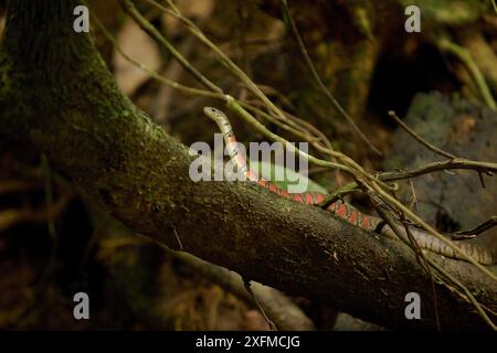 Die rote Keelback-Wasserschlange (Xenochrophis trianguligerus) Gunung Palung National Park, Borneo. Stockfoto