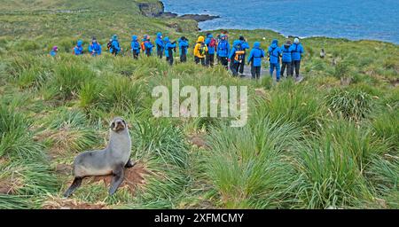 Antarktische Seehunde (Arctocephalus gazella) mit Touristen im Hintergrund, die eine andere Seehunde, die Bay of Isles, Prion Island, Südgeorgien, betrachten. Januar. Stockfoto