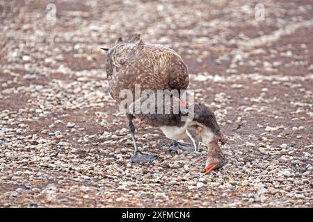 Falkland Skua (Catharacta antarktica), die ein totes Gentoo-Pinguin (Pygoscelis papua) fressen, Saunders Island, Falklandinseln. Januar. Stockfoto