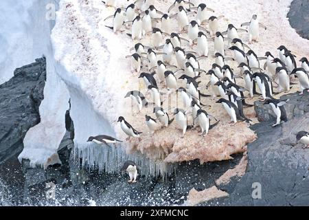 Adelie-Pinguine (Pygoscelis adeliae), die von einem Eisfuß ins Meer springen, Esperanza, Hope Bay, Trinity Peninsula, Antarktis. Dezember. Stockfoto