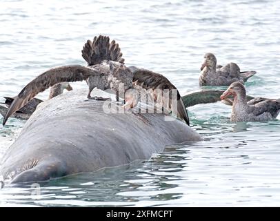 Nördliche Riesensturmvögel (Macronectes halli), die sich von einem Elefantenrobbenbullen ernähren, Peggoty Bluff, Südgeorgien, Antarktis. Oktober. Stockfoto