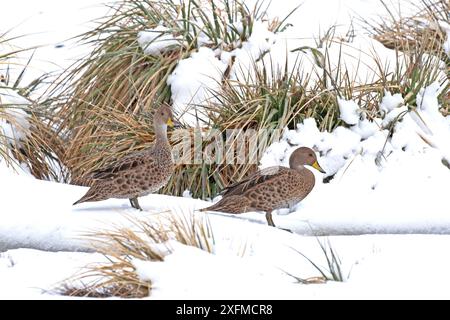 Zwei Südgeorgien-pintail-Enten (Anas georgica georgica) im Schnee, endemische Arten, King Haakon Bay, Peggoty Bluff, Südgeorgien, Antarktis. November. Stockfoto