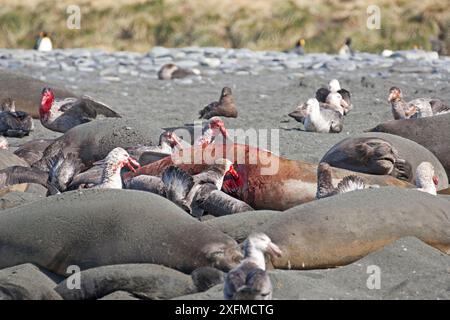 Nördliche Riesensturmvögel (Macronectes halli), die sich von einem Robbenkadaver ernähren, umgeben von Südlichen Elefanten (Mirounga leonina), Gild Harbour, Südgeorgien, Antarktis. Oktober. Stockfoto