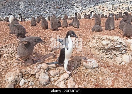 Adelie-Pinguin (Pygoscelis adeliae), gefolgt von einem Küken, Paulet Island, Antarktische Halbinsel, Antarktis. Januar. Stockfoto