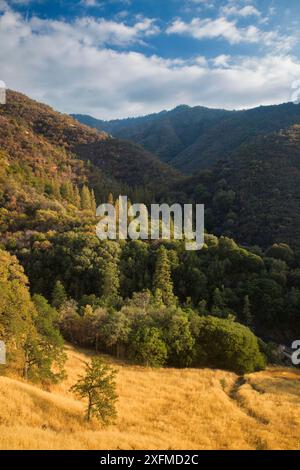 Herbstfarben in der kaweah Tal bei Buckeye Flach, Sequoia National Park, Kalifornien, USA, September. Stockfoto