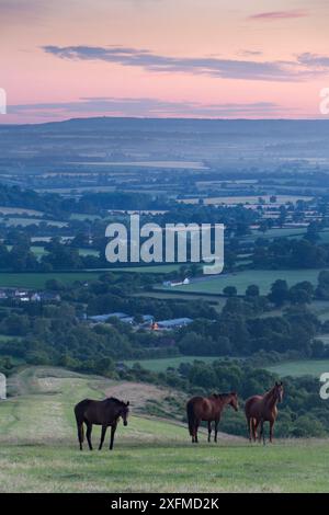 Pferde auf Bulbarrow Hügel an der Dämmerung, Dorset, England, Großbritannien, Juli 2014. Stockfoto