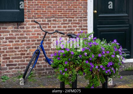 Ein blaues Fahrrad steht neben einem Blumentopf. Der Blumentopf ist mit violetten Blüten gefüllt Stockfoto