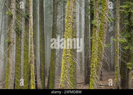 Riesige Mammutbäume (Sequoiadendron giganteum), Nebel zwischen den Bäumen, Sequoia National Park, Kalifornien, USA Stockfoto