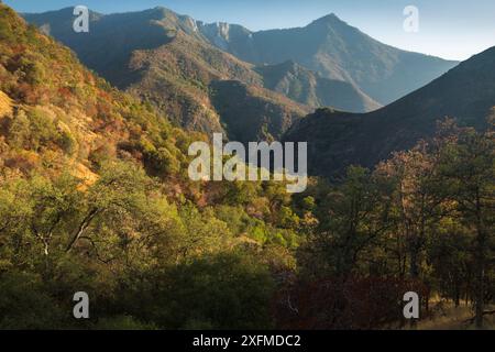 Bäume in der Kawaeh Tal Fang am späten Nachmittag Licht, Sequoia National Park, Kalifornien, USA, September 2014. Stockfoto