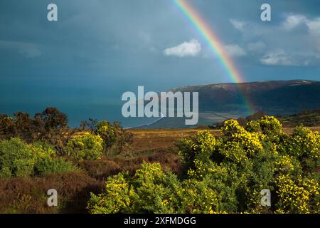 Herbstliche Landschaft auf Porlock Hill mit Dunkerry Beacon jenseits, Exmoor National Park, Somerset, England, UK, November 2014. Stockfoto