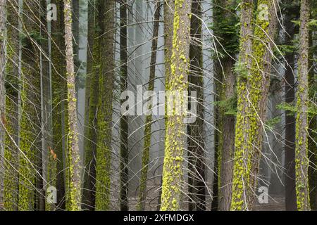 Riesige Mammutbäume (Sequoiadendron giganteum), Nebel zwischen den Bäumen, Sequoia National Park, Kalifornien, USA Stockfoto