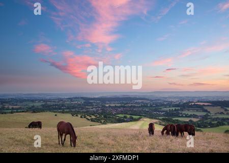 Pferde grasen auf Bulbarrow Hügel an der Dämmerung, Dorset, England, Großbritannien, Juli 2014. Stockfoto