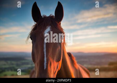 Horse on Bulbarrow Hill at Dawn, Dorset, England, Großbritannien, Juli 2014. Stockfoto