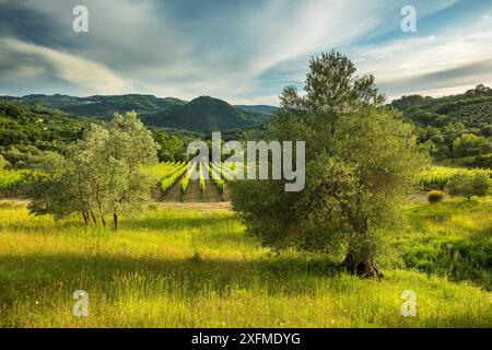 Weinberg im Castello Di Pontentino, in der Nähe von Seggiano, Provinz Grosseto, Toskana, Italien, Juni 2016. Stockfoto