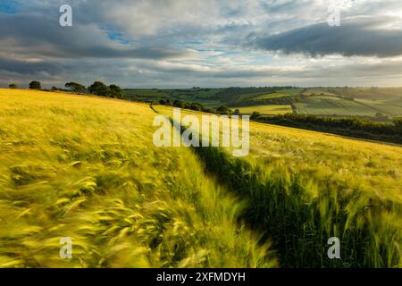 Gerste (Hordeum vulgare) Feld in der Nähe von Cerne Abbas, Dorset, England, UK. Juli 2016. Stockfoto