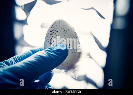 Deutschland - 02. Juli 2024: Das Bild zeigt ein Ei, das von einer Hand in einem Handschuh in einem medizinischen Labor gehalten wird. Dies symbolisiert die Forschung und Diagnose Stockfoto