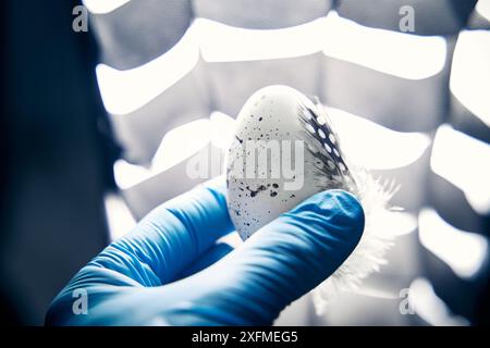 Deutschland - 02. Juli 2024: Das Bild zeigt ein Ei, das von einer Hand in einem Handschuh in einem medizinischen Labor gehalten wird. Dies symbolisiert die Forschung und Diagnose Stockfoto