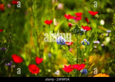 Schmetterling auf Wildblume, rote Blume Stockfoto