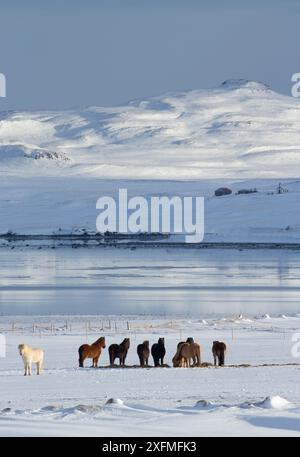 Islandpferde im Schnee auf einer Farm auf Alftafjordur, Snaefellsness Halbinsel, Island, Februar 2016. Stockfoto