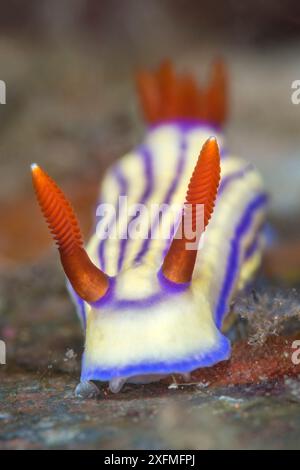 Nacktschnecken (Hypselodoris maridadilus) bewegen sich über den Meeresboden. Seraya, Tulamben, Bali, Indonesien. Java Sea. Stockfoto