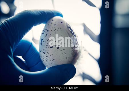 Deutschland - 02. Juli 2024: Ein Ei, das von einem Vogel mit Vogelgrippe und dem Erreger H5N1 infiziert ist. Symbolisiert die Gefahr durch kontaminierte Lebensmittel, die sein muss Stockfoto