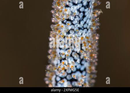 Goldene Jungfrau (Amblyglyphidodon aureus) Eier auf einer Peitschenkoralle gelegt. Bitung, Nord-Sulawesi, Indonesien. Lembeh-Straße, Molukkensee. Stockfoto