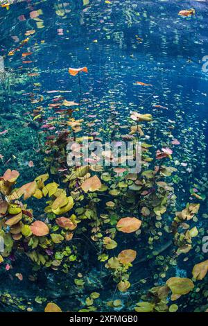 Dichter Bestand von Seerosen (Nymphaea mexicana), der in einer Cenote (einem Süßwasserbecken) wächst. Carwash Cenote, Aktun Ha Cenote, Tulum, Quintana Roo, Yucatan, Mexiko. Stockfoto