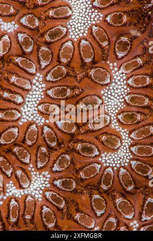 Detailansicht des Musters in einer Kolonialtunicate (Botryllus sp.). Anilao, Batangas, Luzon, Philippinen. Verde Island Passagen, Tropischer Westpazifik. Stockfoto