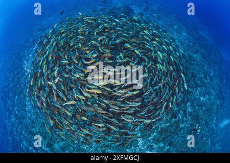 Große Schule von Bohar Schnappern (Lutjanus Bohar), die in einer engen, schnellen Kreisschule über dem Riff schwimmen, kurz bevor sie ins offene Wasser zum Laichen schwimmen. Shark City, Ulong, Rock Islands, Palau. Tropischer Pazifik. Stockfoto
