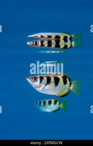 Archer-Fische (Toxotes jaculatrix) spiegeln sich in der geschützten Wasseroberfläche in den Mangroven. Yanggefo Island, Gam Island, Raja Ampat, West Papua, Indonesien. Stockfoto