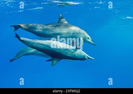 Spinnerdelfine (Stenella longirostris) paaren sich mit einem männlichen Tier darunter, während ein anderer männlicher Begleiter ist. Die beiden Männer wollten sich abwechselnd mit ihr paaren. Sataya Reef, Fury Shoal, Ägypten. Rotes Meer Stockfoto