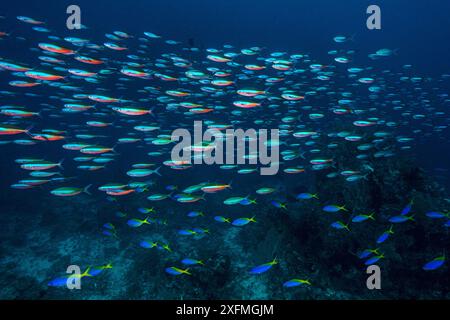 Blauer und gelber Fusilier (Caesio teres) und Neon Fusilier (Pterocaesio Fliese) über einem Korallenriff. Sardine Reef, Raja Ampat, West Papua, Indonesien. Dampier Strait, tropischer Westpazifik. Stockfoto