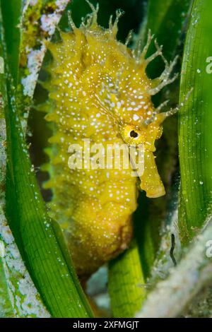 Langschnauzenseepferdchen (Hippocampus guttulatus), das sich im Seegras (Posidonia oceanica) versteckt. Capo Galera, Alghero, Sardinien, Italien. Mittelmeer. Stockfoto