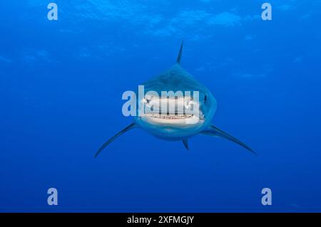 Tigerhai (Galeocerdo cuvier) im offenen Wasser. Grand Bahama, Northwest Providence Channel, Bahamas. Tropischer Westatlantik. Stockfoto