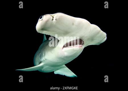 Großer Hammerhai (Sphyrna mokarran), weiblich im Flachwasser in der Nacht. Süd-Bimini, Bahamas. Das Bahamas National Shark Sanctuary. Golfstrom, Westatlantik. Stockfoto