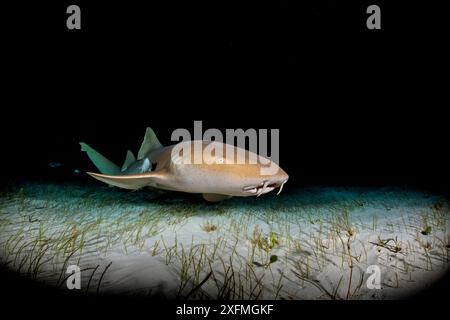 Ammenhai (Ginglymostoma cirratum), der nachts über Seegras fährt. Süd-Bimini, Bahamas. Das Bahamas National Shark Sanctuary. Golfstrom, Westatlantik. Stockfoto