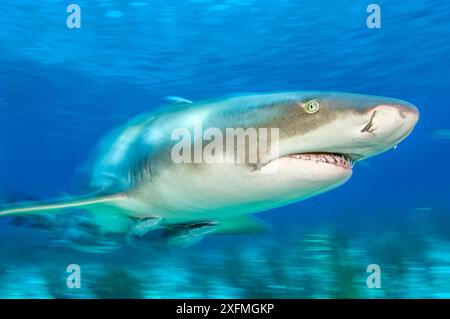 Zitronenhai (Negaprion brevirostris) begleitet von Remoras (Echeneis naucrates) im Flachwasser. Little Bahama Bank. Bahamas. Tropischer Westatlantik. Stockfoto