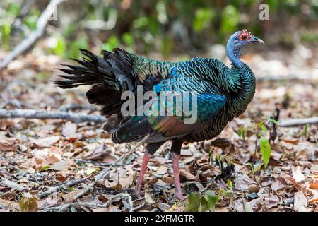 Ocellated turkey (Meleagris ocellata) Calakmul Biosphere Reserve, Campeche, Mexiko. Stockfoto