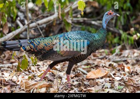 Ocellated turkey (Meleagris ocellata) Calakmul Biosphere Reserve, Campeche, Mexiko. Stockfoto