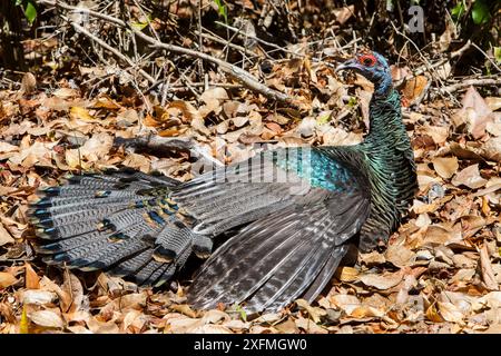 Ocellated turkey (Meleagris ocellata) Calakmul Biosphere Reserve, Campeche, Mexiko. Stockfoto