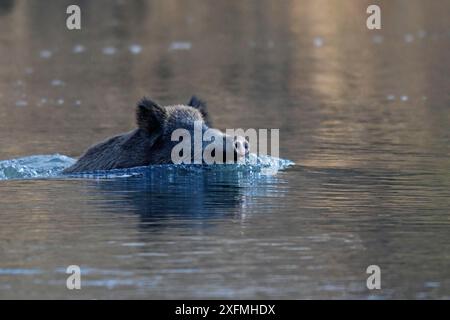 Wildboar (Sus scrofa) überquert einen Fluss, Elsass, Frankreich Stockfoto