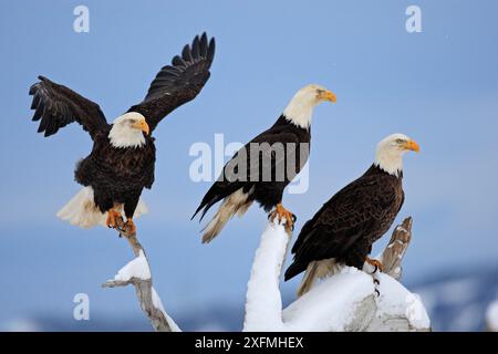 Weißkopfseeadler (Haliaeetus leucocephalus), drei Vögel hoch, Homer, Alaska, USA, März. Stockfoto