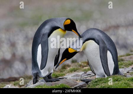 Königspinguin (Aptenodytes patagonicus), Balz, St. Andrew's Plains, Südgeorgien Stockfoto