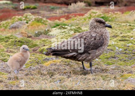 Falkland Skua (Catharacta antarktis), Erwachsene und Küken, New Island, Falklandinseln Stockfoto