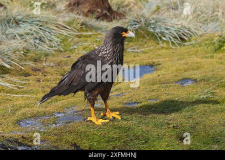 Gestreifte Caracara (Phalcoboenus australis), erwachsen am Boden, New Island, Falklands-Inseln Stockfoto