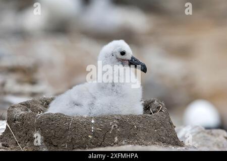 Schwarzbrauen-Albatros (Thalassarche melanophris), Küken im Nest, New Island, Falklands-Inseln Stockfoto