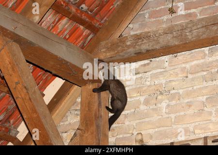 Buchenmarder (Martes foina) klettern in Scheune, Elsass, Frankreich Stockfoto