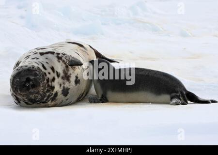 Kapuzenrobbe (Cystophora cristata), Weibchen und Jungtiere im Alter von vier Tagen, Magdalen-Inseln, Kanada Stockfoto