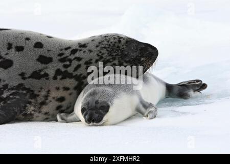 Kapuzenrobbe (Cystophora cristata), Weibchen und Jungtiere im Alter von 4 Tagen, Magdalena-Inseln, Kanada Stockfoto